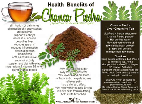 chanca piedra in bisaya|Health Benefits of Chanca Piedra .